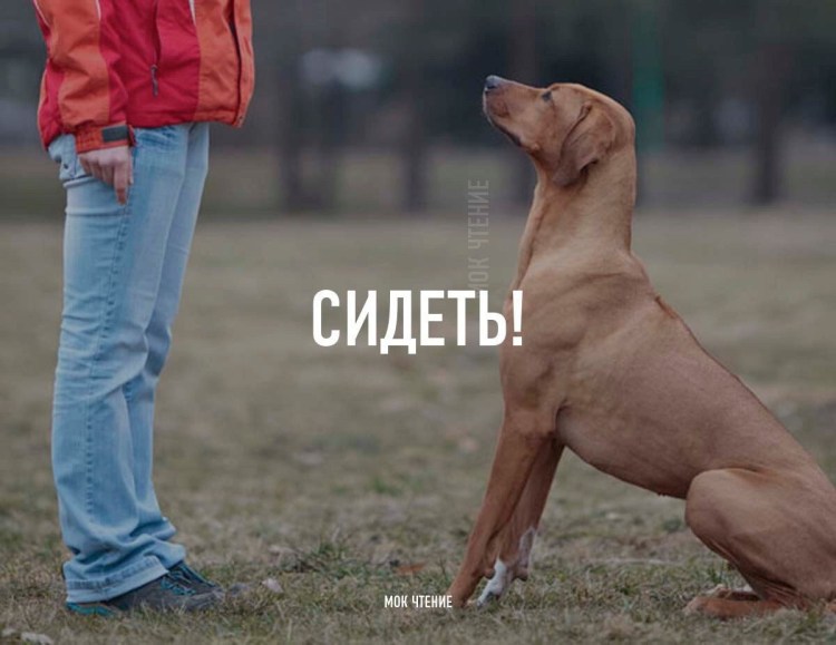 Команда сидеть