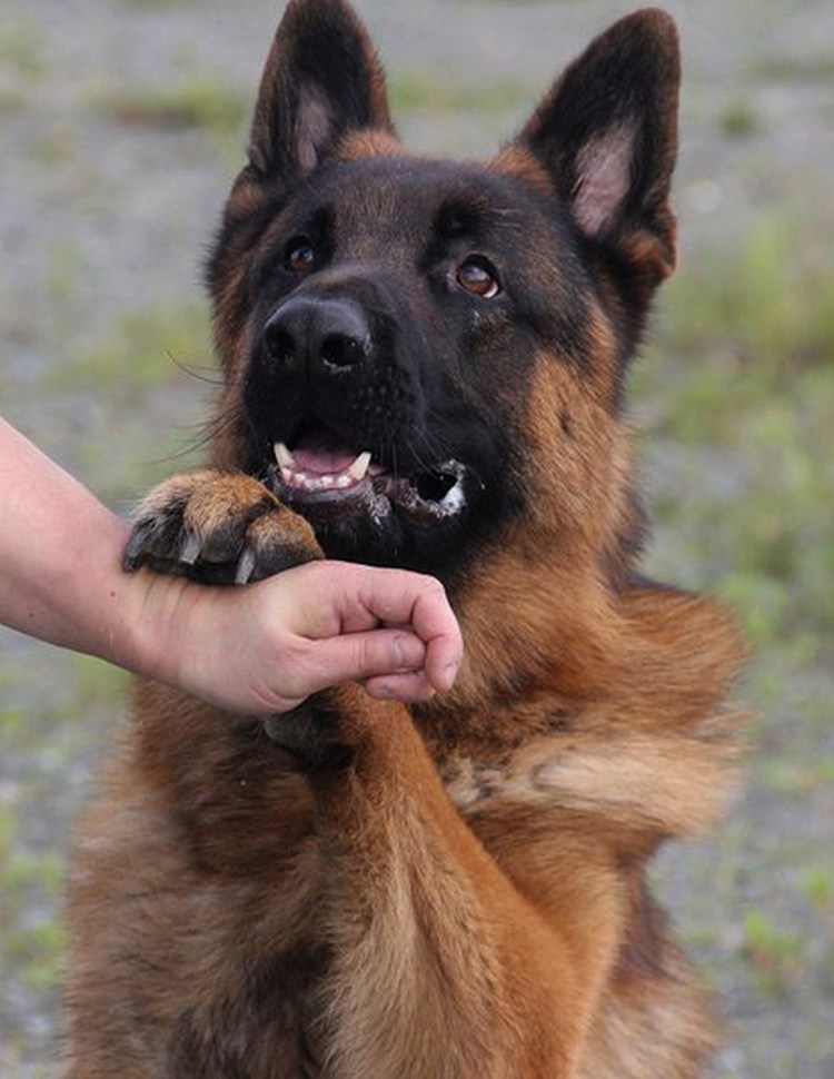 Команды для немецкой овчарки