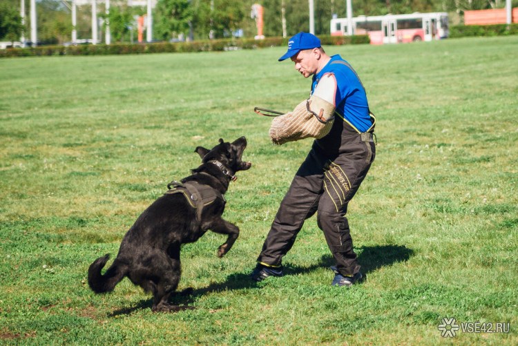 Кинолог дрессировщик
