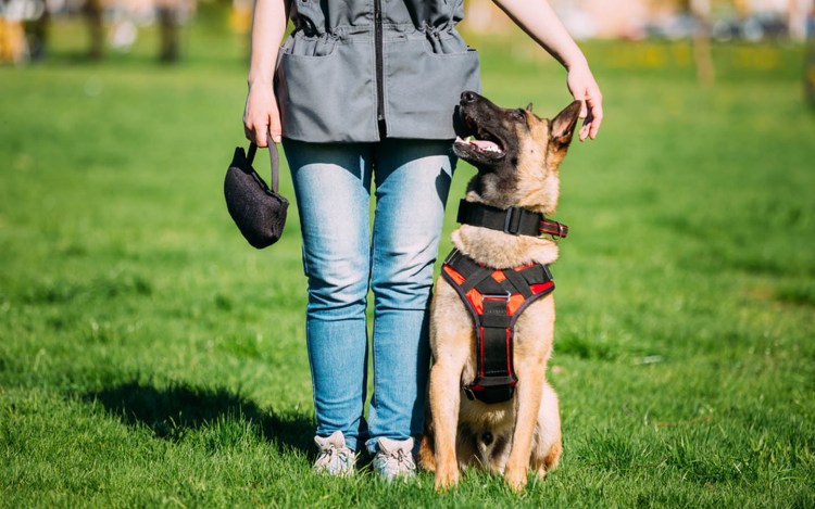 Тренировка собак