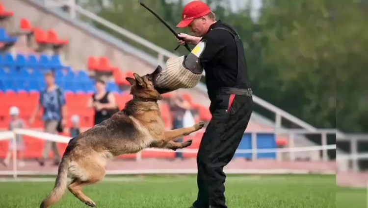 Дрессировка собак команде ФАС