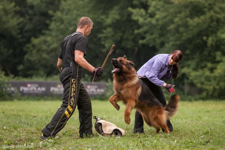Методы дрессировки собак