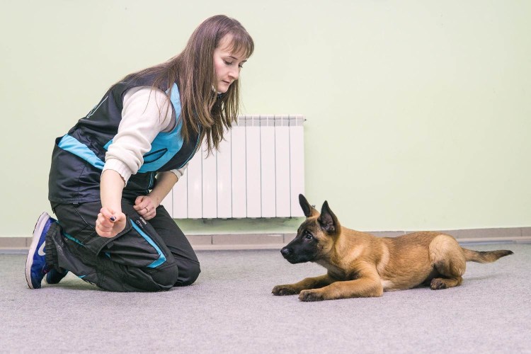 Кинолог ОКД