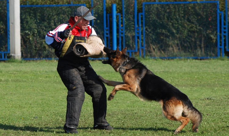 Немецкая овчарка ЗКС