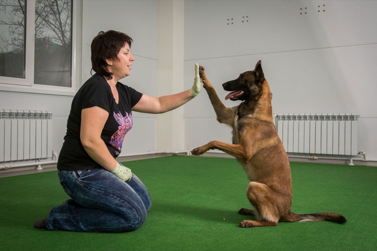 Кинолог дрессировщик