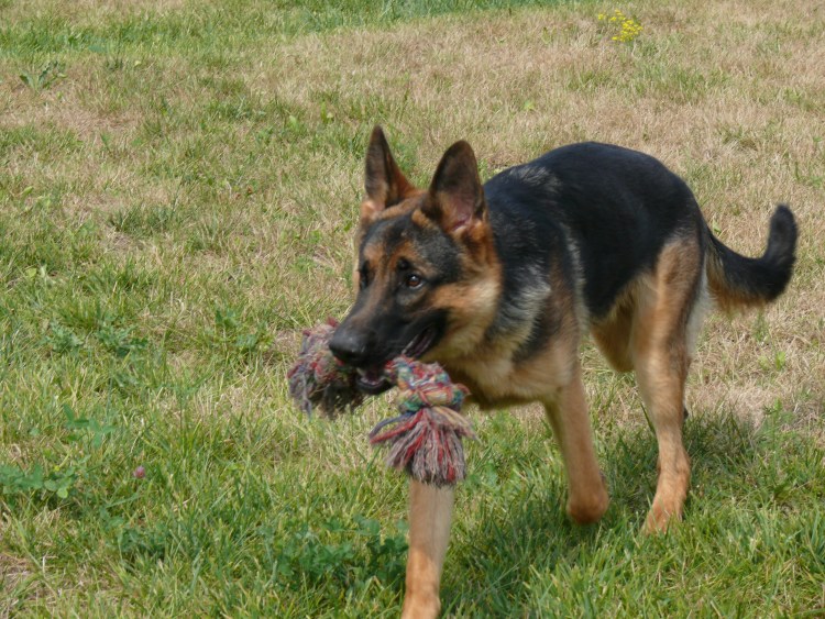 Дрессированная немецкая овчарка