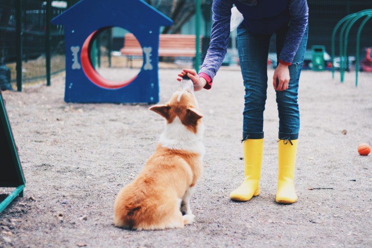 Дрессировка домашних животных