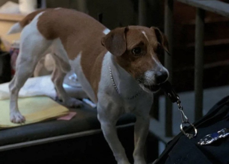 Собака Джек Рассел терьер