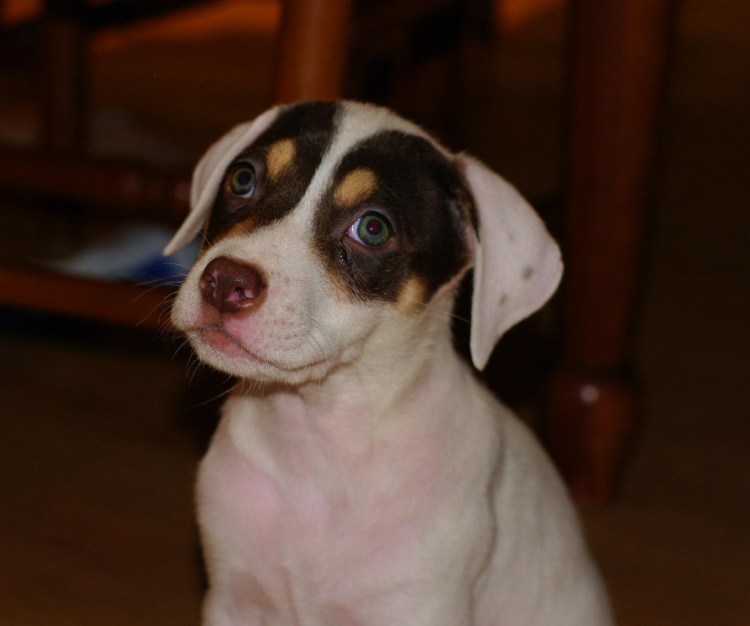 Маска собака порода