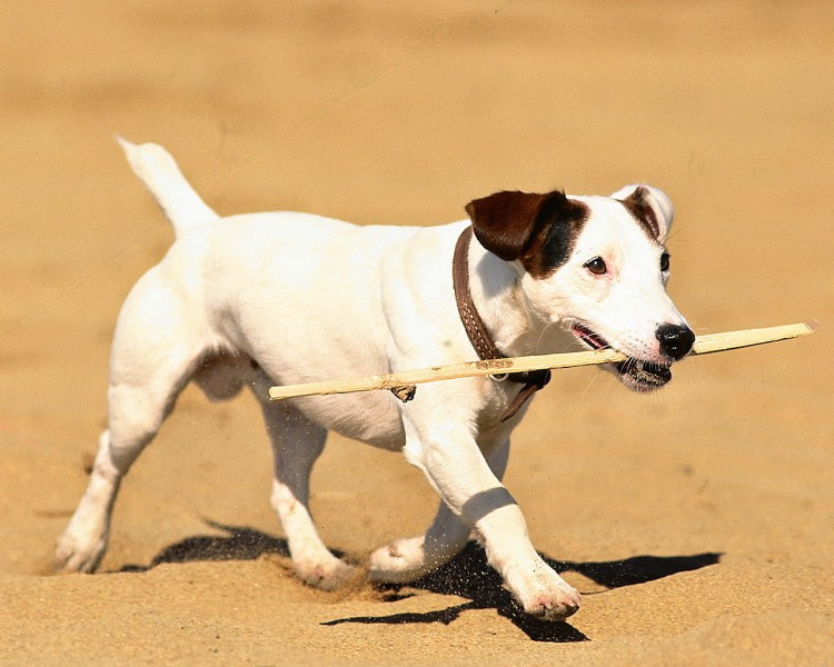 Собаки которые снимались в американских фильмах