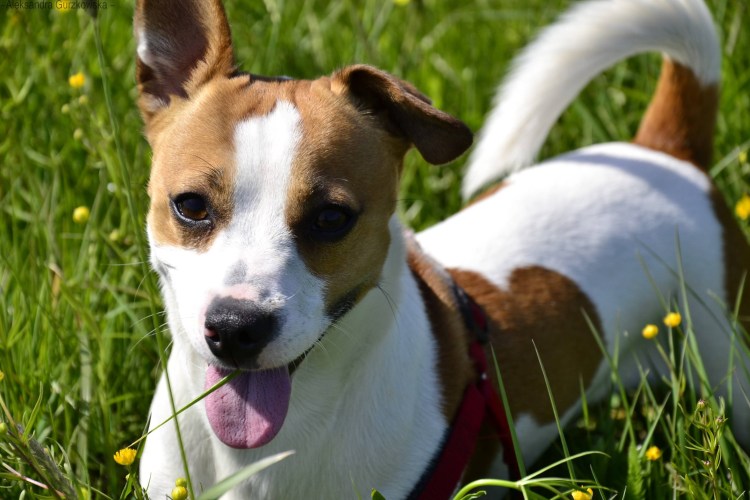 Собака Джек Рассел терьер