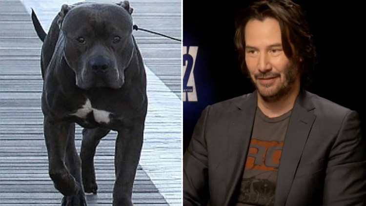 Доберман в наморднике злой