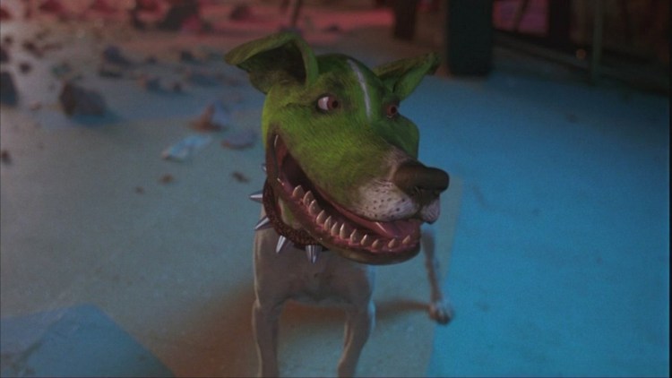 Собака Джек Рассел терьер