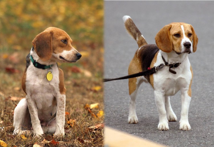 Зов предков фильм 2020 порода собаки