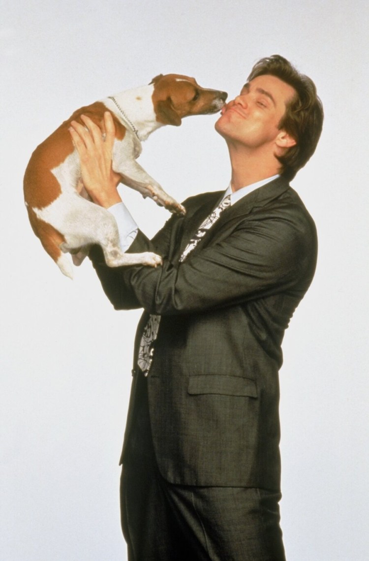 Джек-Рассел-терьер Майло