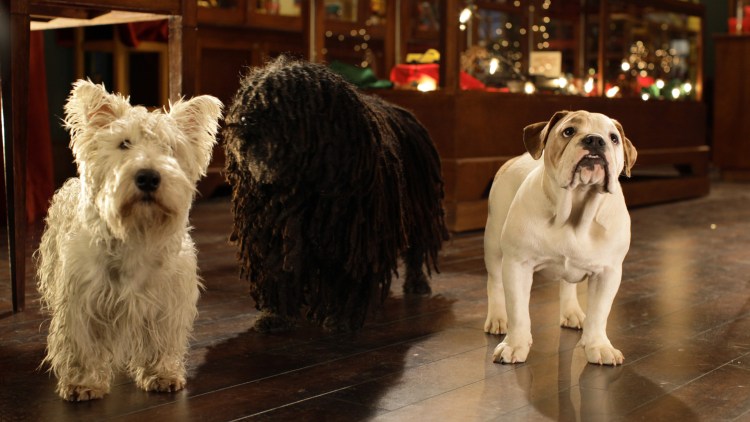 Джек Рассел чемпионы