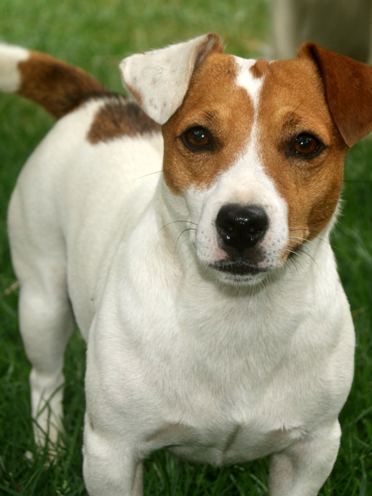 Джек Рассел жесткошерстный
