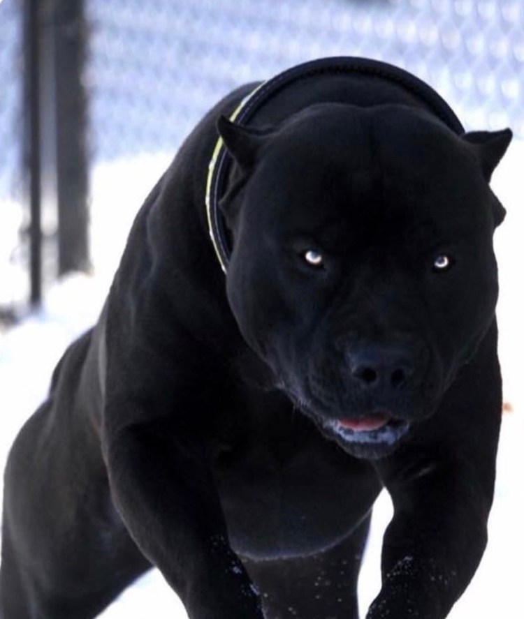 Зов предков пес бэк