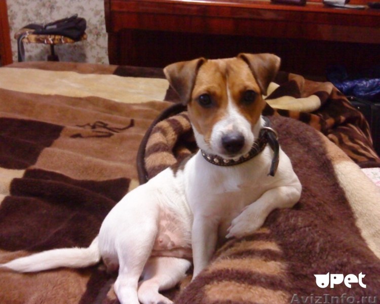 Майло Джек Рассел