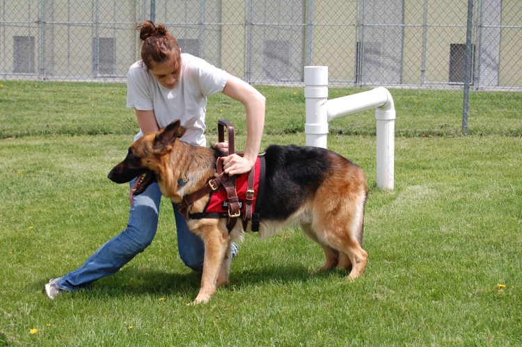 Профессия которая дрессирует собак