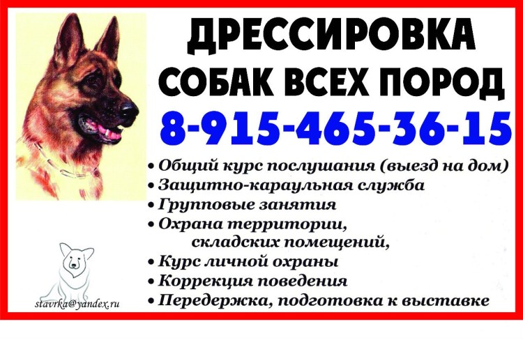 Дрессировка собак реклама