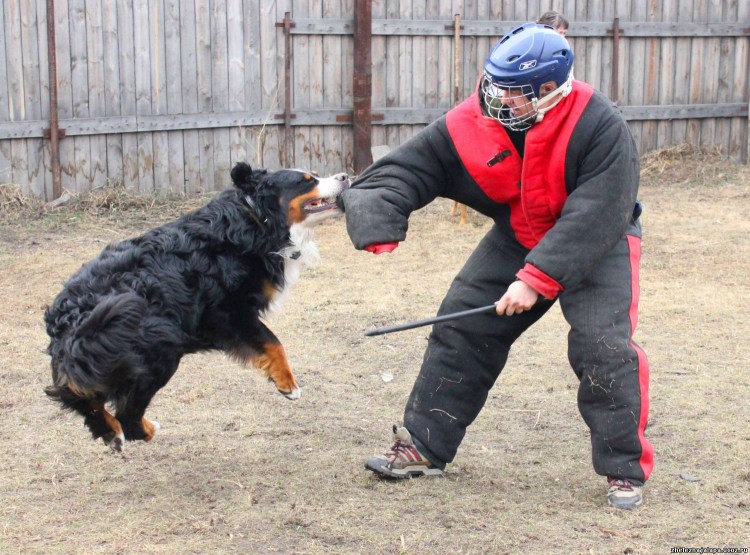Одежда для тренировки собак
