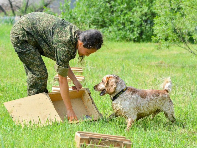 Дрессура служебных собак