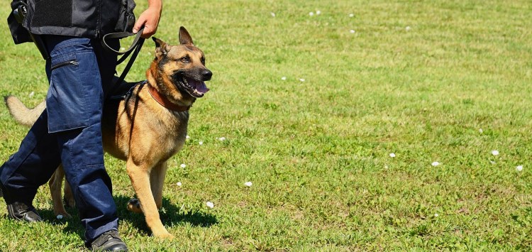 Собаки для охраны территории