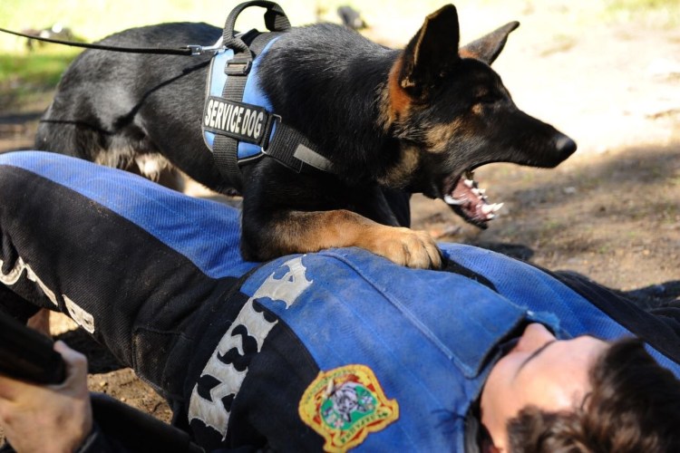 Немецкая овчарка Караульная служба