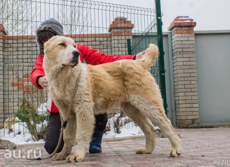 Кавказская овчарка алабай Доберман