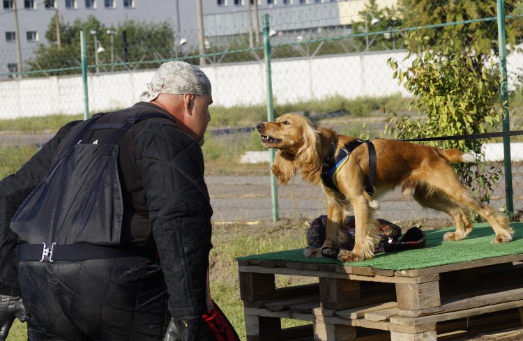 Охрана вещи собакой