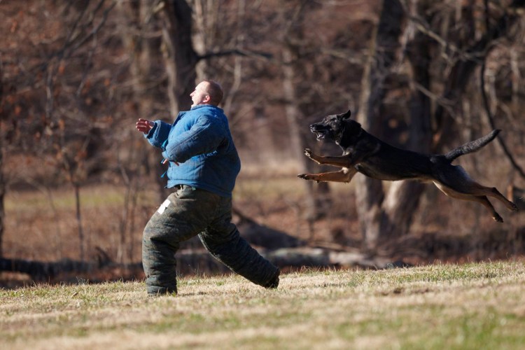 Защитно Караульная служба собак малинуа