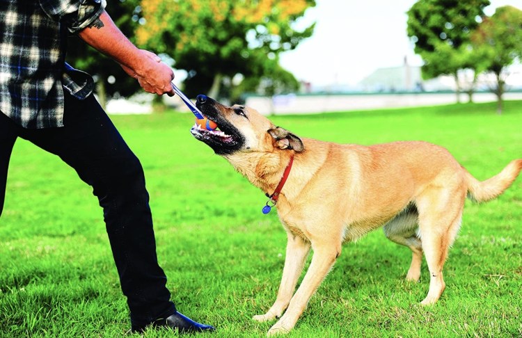 Специальная дрессировка собак
