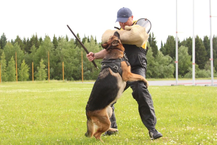Методы дрессировки собак