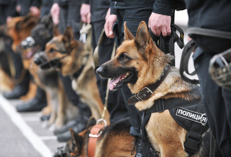 Немецкая овчарка служебная собака
