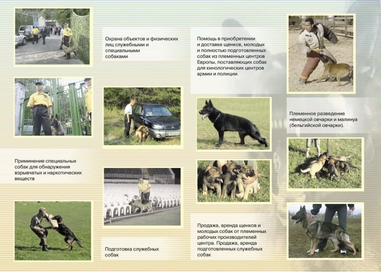 Центр дрессировки собак