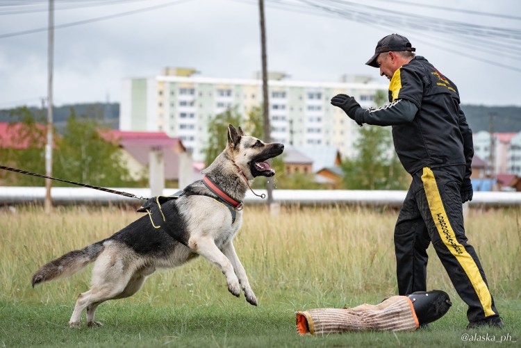 Восточно-европейская овчарка ЗКС