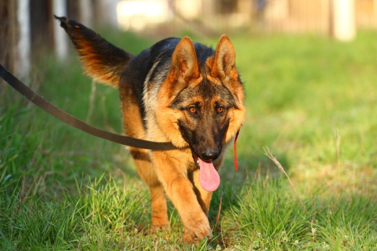 Германская медвежья овчарка