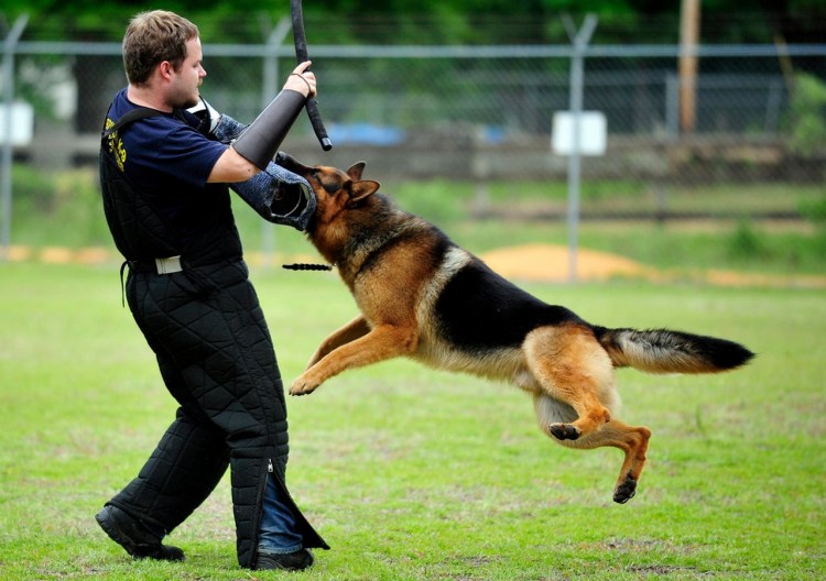 ЗКС для собак охрана