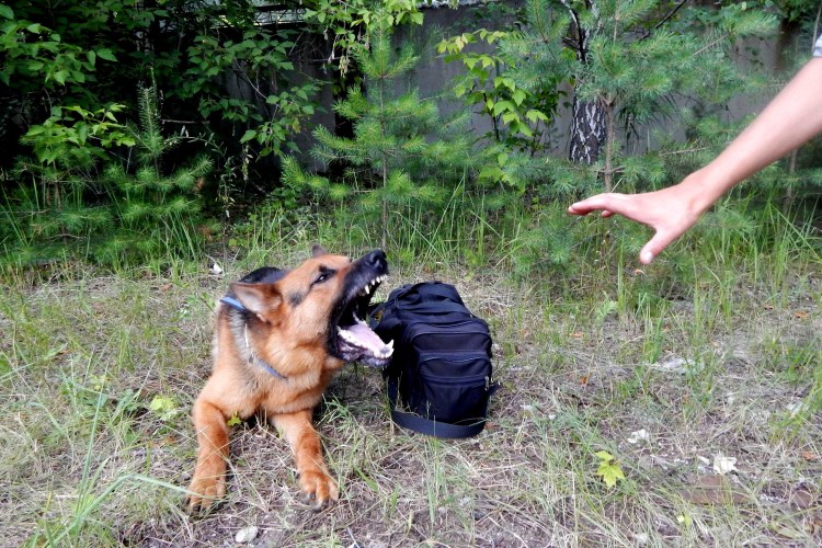 ЗКС для собак охрана