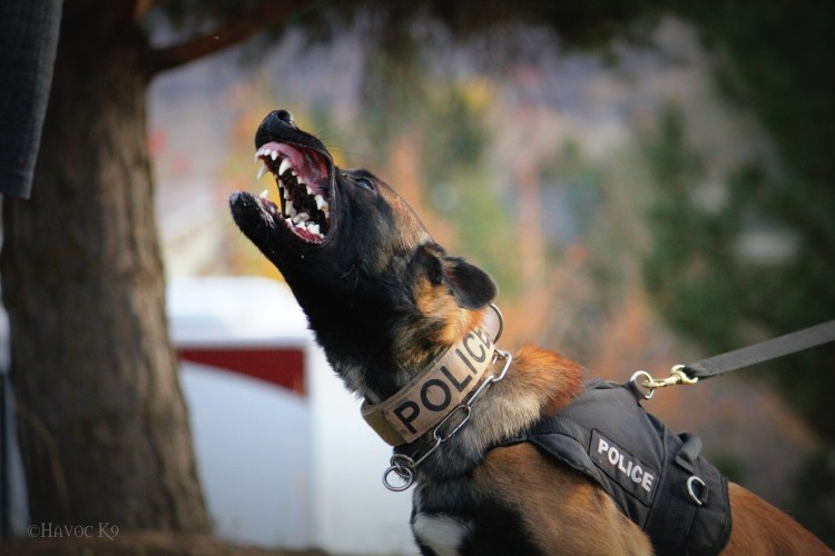 Малинуа ЗКС защита хозяина