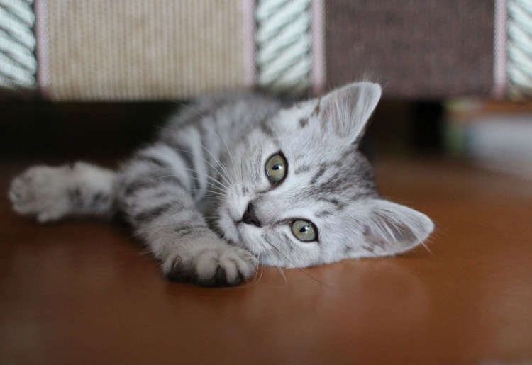 Зеленые полосатые коты