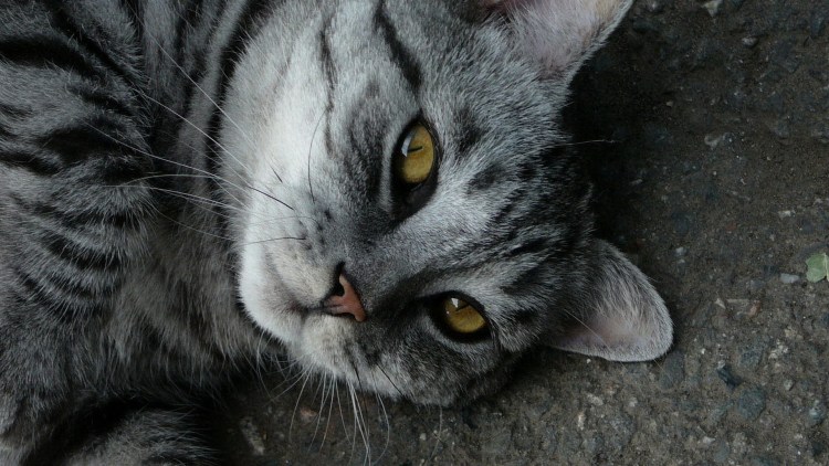 Табби макрель полосатый