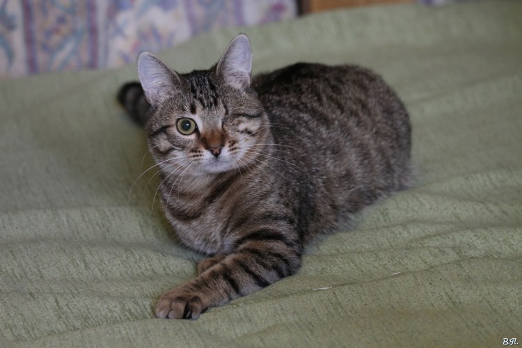 Шартрез кот полосатый