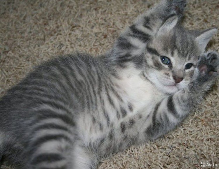 Британский кот полосатый