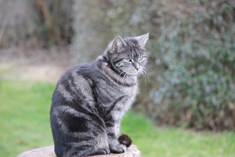 Европейская короткошерстная серая