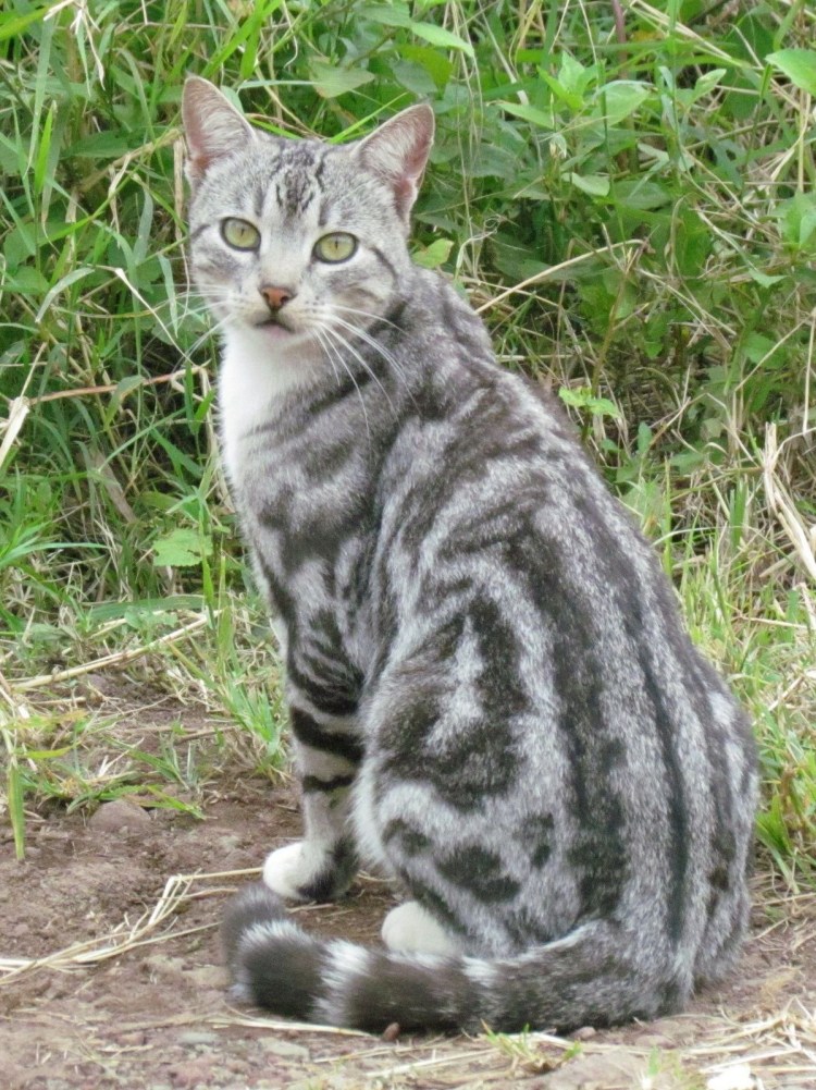 Скоттиш страйт полосатый