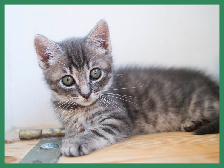 Серый табби беспородная