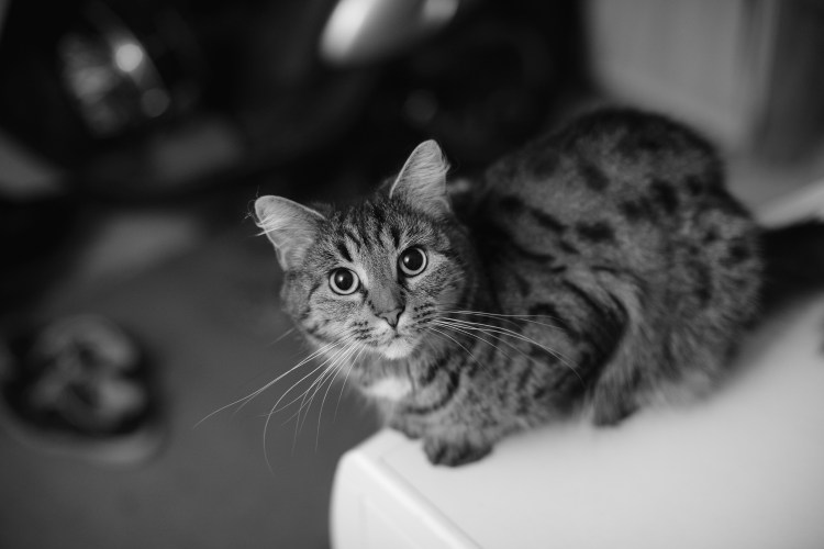 Кот вискас порода