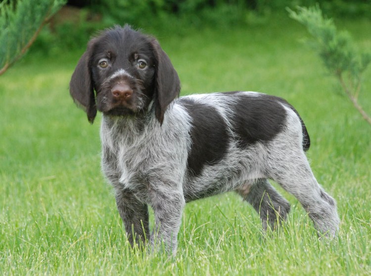 Жесткошерстная легавая дратхаар